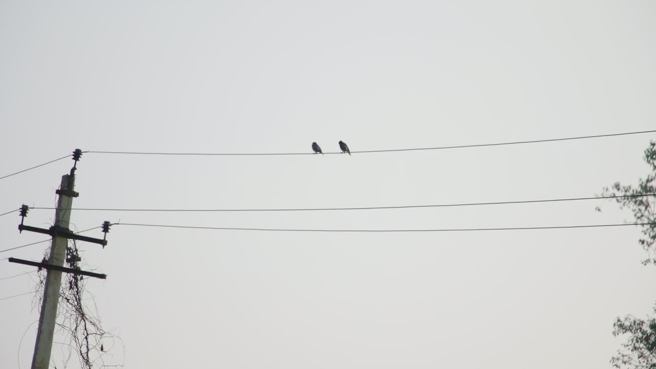 Two sparrows sit peacefully on electric wires above a quiet morning Nagarahole forest resort