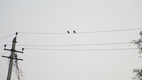 two sparrows sit peacefully on electric wires above a quiet morning nagarahole forest resort