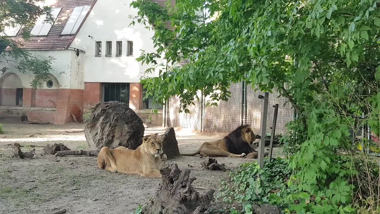 동물원의 땅에 평화롭게 누워 있는 수컷과 암컷 성인 사자