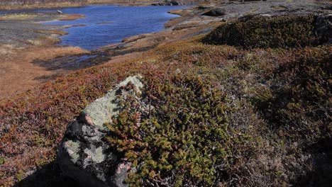 tundra ártica. empetrum es un género de tres especies de arbustos enanos de hoja perenne de la familia ericaceae. son comúnmente conocidos como arándanos y tienen frutos comestibles.