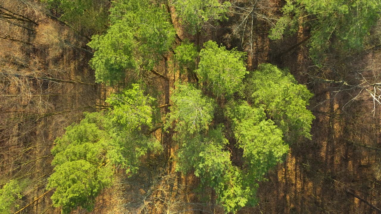 Drone bird's eye view descends on sparse green tree top canopy with golden light