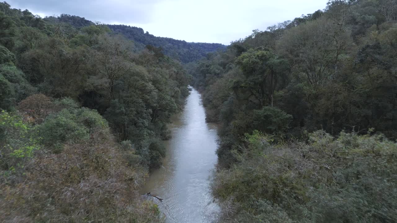 aérea sobre el río en medio de la selva tropical el dosel de los árboles, el paisaje natural