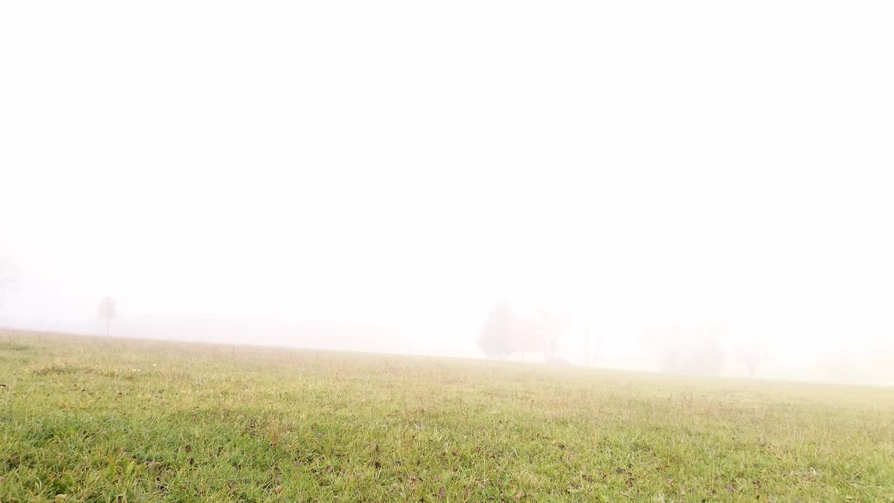 Foggy Autumn Field with Apple Trees