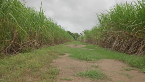 moving slowly through a field of sugarcane on a farm dirt track.