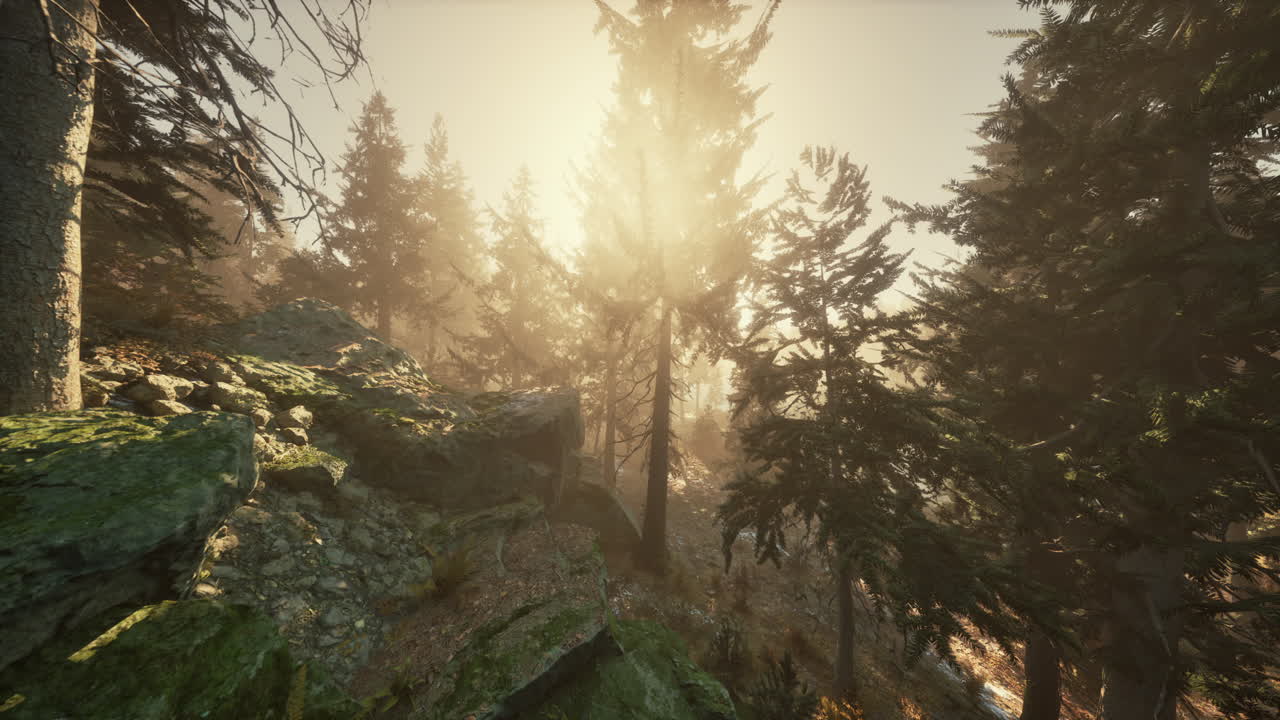 hojas de otoño caídas y agujas en el bosque de pinos de otoño
