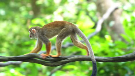 Little-squirrel-monkey-with-long-tail-walking-across