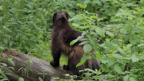 wild wolverine in summer grass.