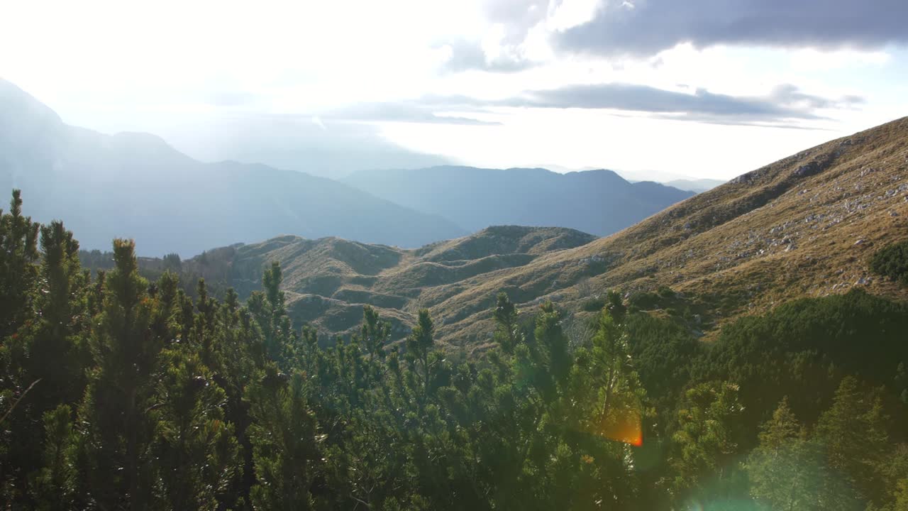 산속의 여름 아침, 소나무 덤불에서 올라오는 카메라는 구불구불한 풀이 무성한 언덕, 아름다운 렌즈 플레어