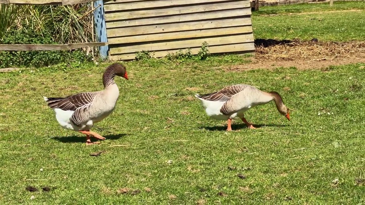 Coppia di oche selvatiche che mangiano erba al pascolo in una giornata di sole in una fattoria in campagna.