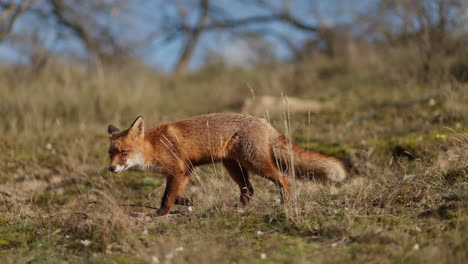 zorro rojo en un campo