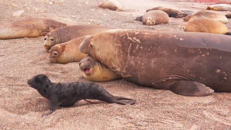 dominant male elephant seal tried to subdue a female as she struggles to reach to her new born pup