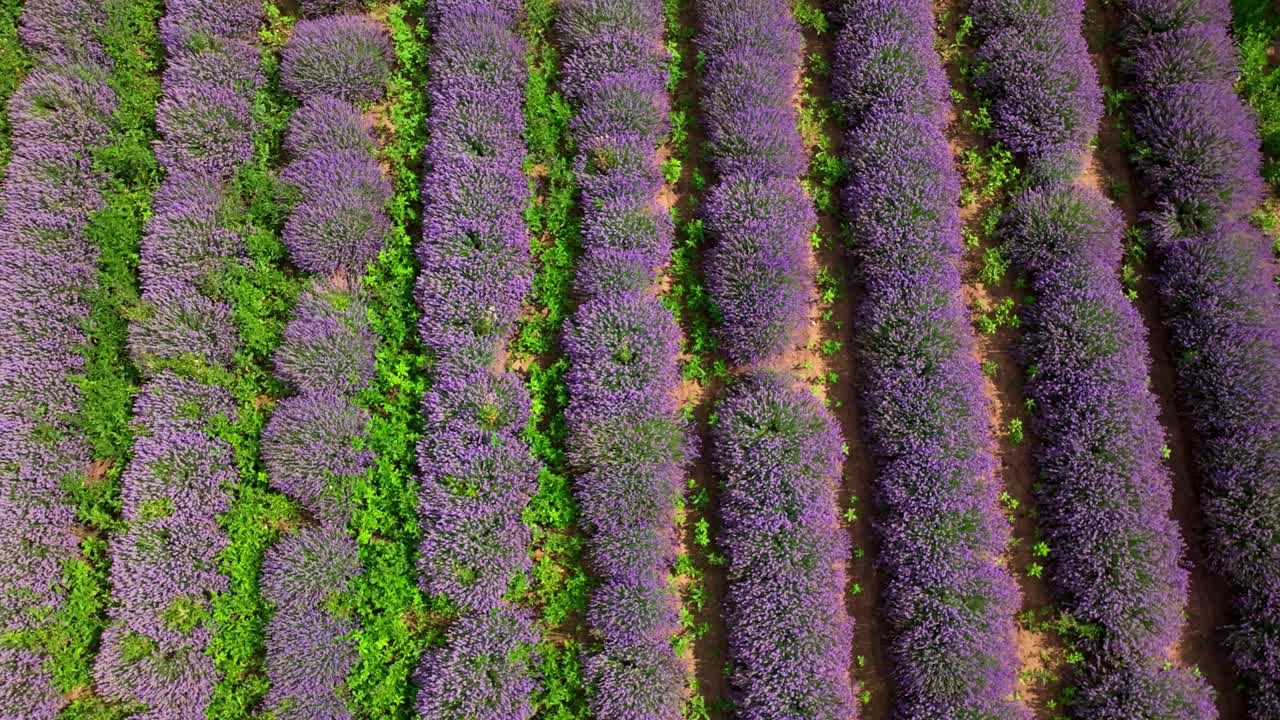 filas de campos de lavanda en crecimiento sobre plantaciones rurales