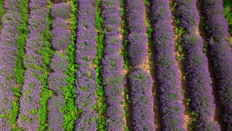 rows of growing lavender fields over countryside plantations