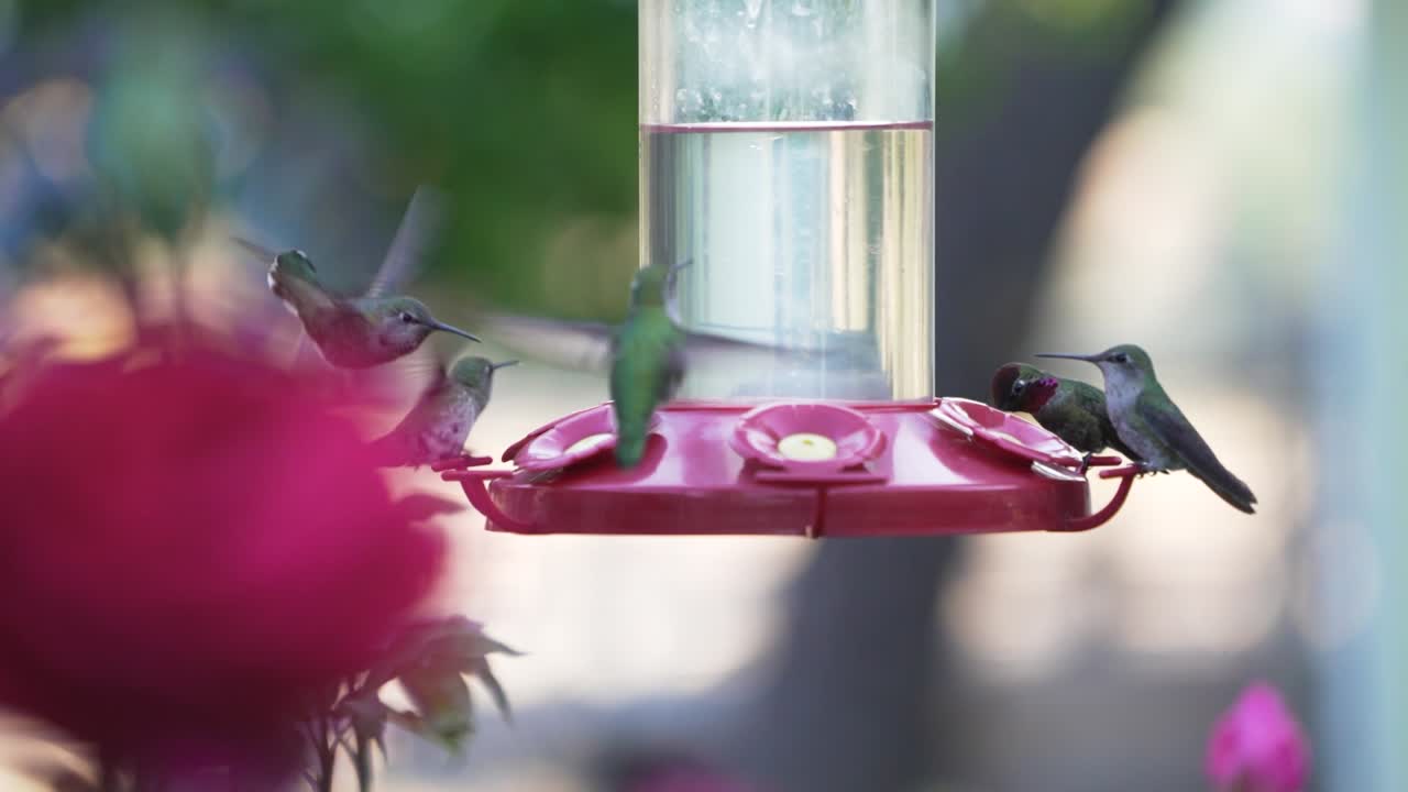 los colibríes están felices de visitar los cuencos de bebida cerca del parque nacional de la secuoya, beben jarabe de azúcar