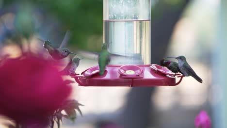 Los-Colibríes-Están-Felices-De-Visitar-Tazones-Para-Beber-Cerca-Del-Parque-Nacional-Secoya,-Beber-Jarabe-De-Azúcar