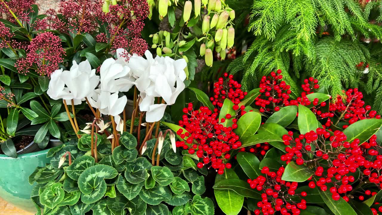 Composizione floreale in giardino con bacche rosse. - primo piano