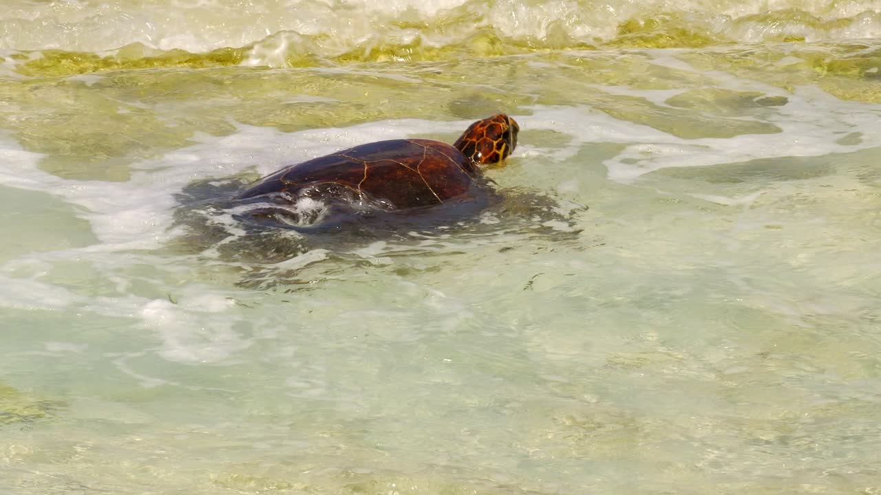 Hawksbill Turtle trying to reach land to lay eggs