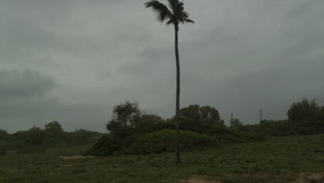 Bewölkter-Regnerischer-Tag-In-Indien,-Eine-Palme-In-Der-Mitte-Des-Rahmens-Wird-Vom-Wind-Bewegt