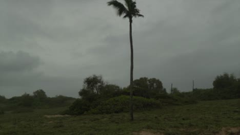 cloudy rainy day in india, a palm in the middle of the frame is moved by the wind