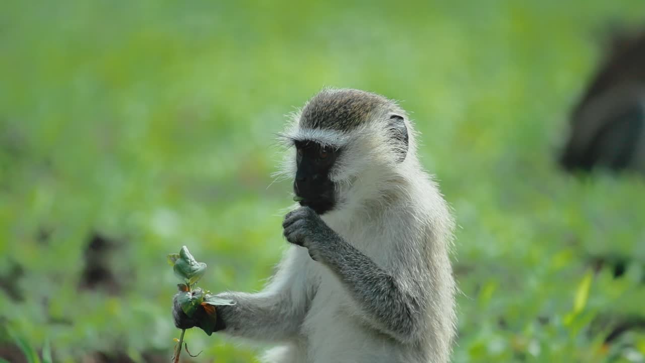 lindo mono vervet africano comiendo hojas de una planta, se sienta en un campo verde