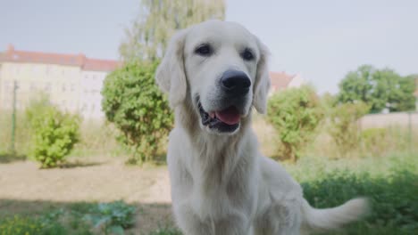 Close-up-of-white-dog-looking-into-the-camera-and-excitedly-wagging-its-tail-with-sunlit-houses-in-the-background