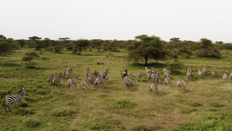 manada de cebras mezcladas con un par de ñus corriendo entre los árboles en el valle del serengeti, parque nacional del serengeti, tanzania