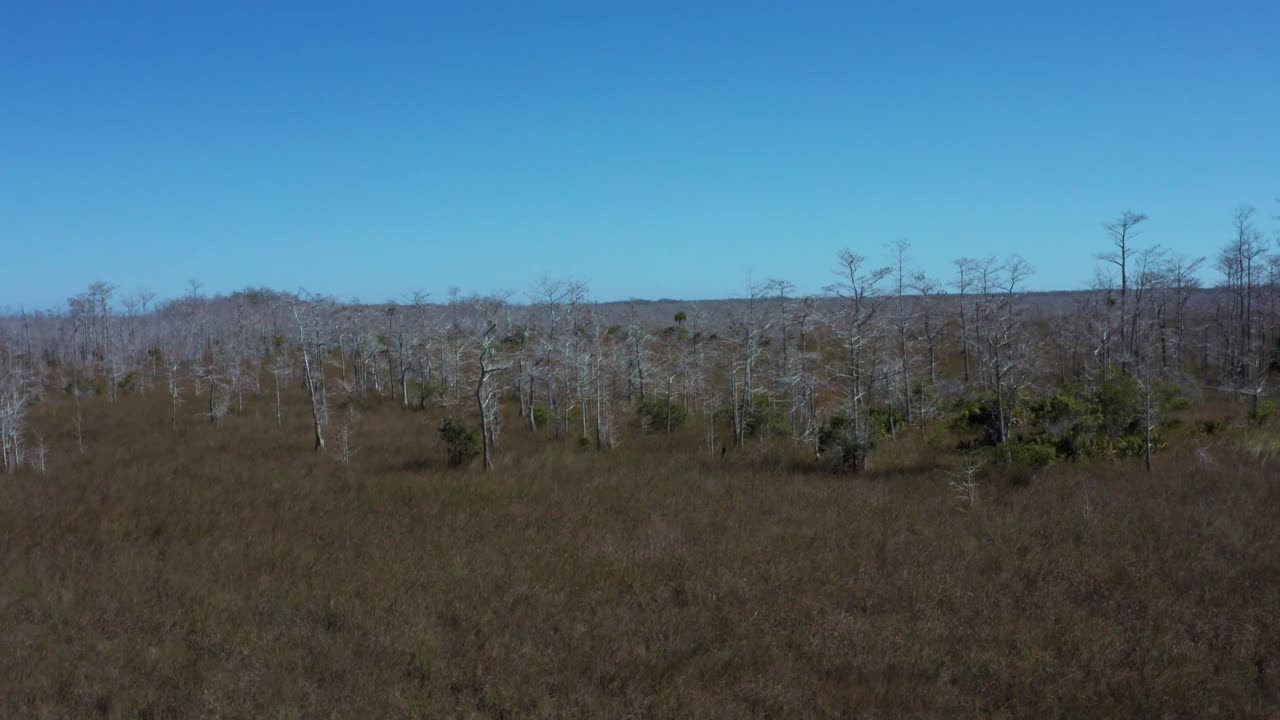 Drone aerial 4K UHD footage flying over Big Pine State Park close to Everglades City in Florida with bare trees in the endless swamps amongst the grass and invisible Everglades rivers with blue sky