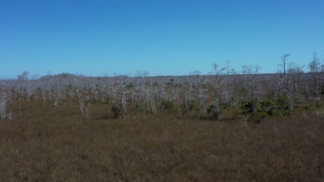 drone aerial 4k uhd footage flying over big pine state park close to everglades city in florida with bare trees in the endless swamps amongst the grass and invisible everglades rivers with blue sky