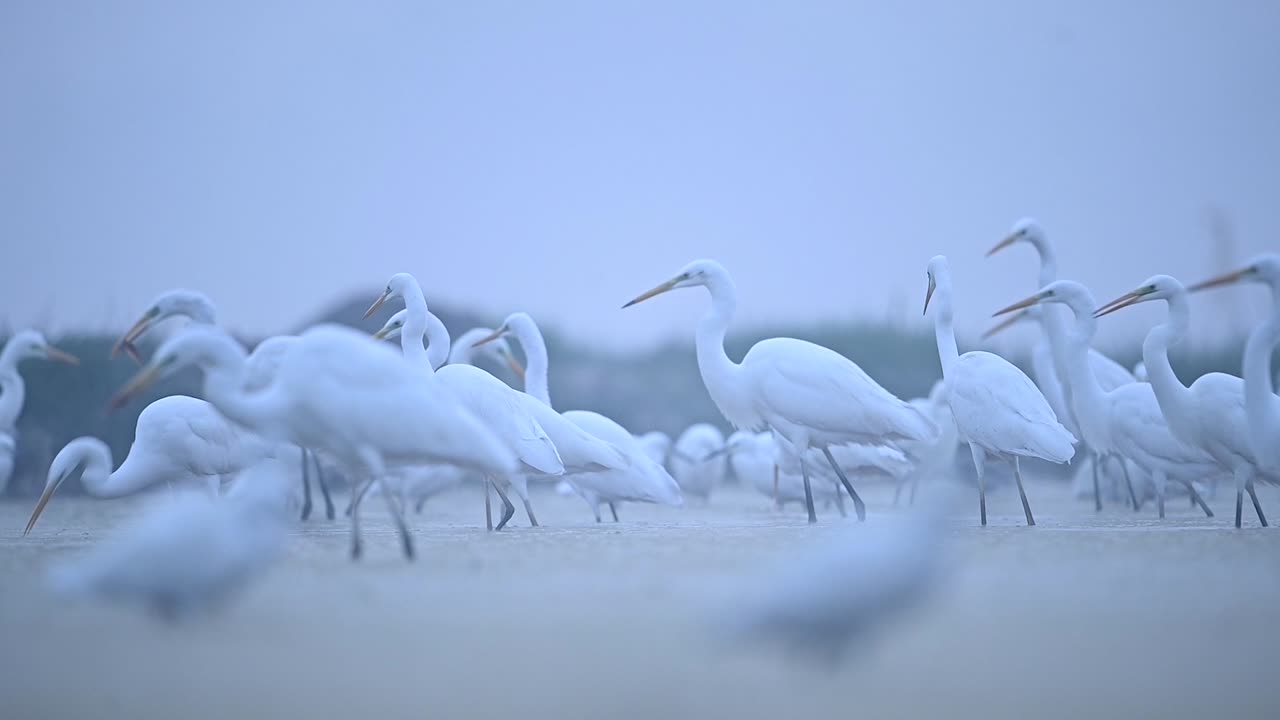 아침에 큰 백로의 무리