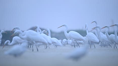 Schwarm-Silberreiher-Am-Morgen