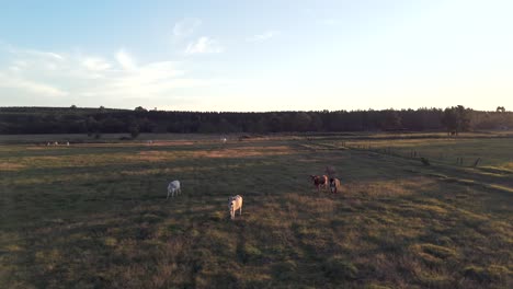 Una-Imagen-Aérea-Lateral-De-Un-Campo-En-Argentina-Con-Varias-Razas-De-Ganado