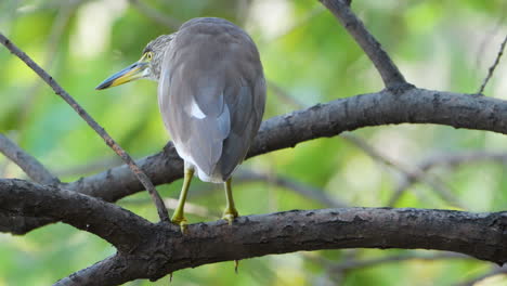 indian pond heron on tree branch in jungles rear view close-up