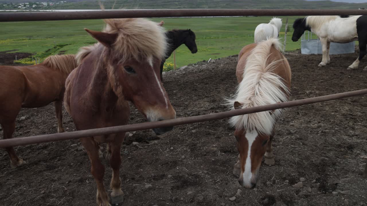 dos caballos islandeses en la granja