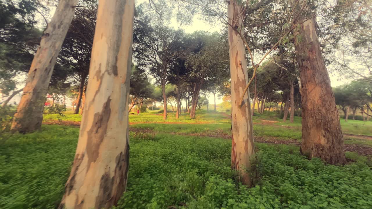 Hiking through a serene forest, basked in morning sunlight's golden warmth