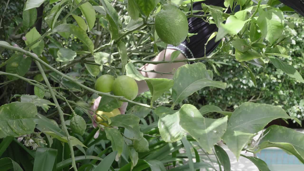 alguien recogiendo un limón fresco de un árbol en el jardín