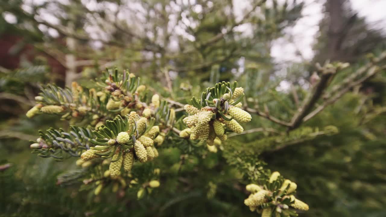 abies kawakamii árbol de coníferas de hoja perenne, el viento sopla el polen, muñequita fuera