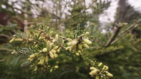Abies kawakamii evergreen conifer tree, wind blows out pollen, dolly out