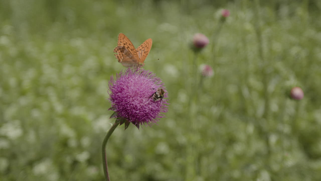 Butterfly and bumblebee on a thistle flower