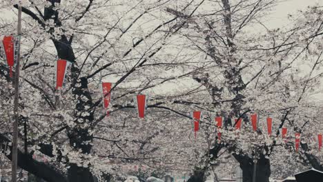 japanese lanterns in blossoming cherry trees at hanami festival in springtime, ueno park, tokyo, japan