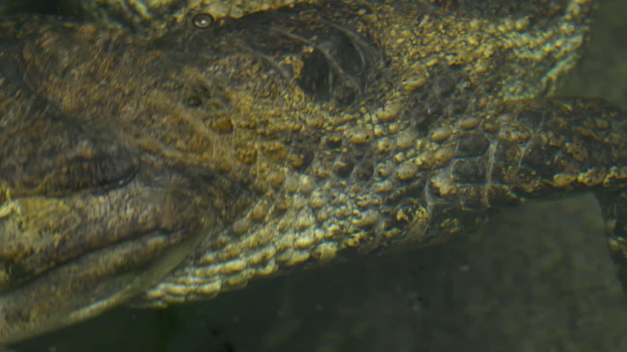 강에 잠긴 aligator의 서사시 클로즈업