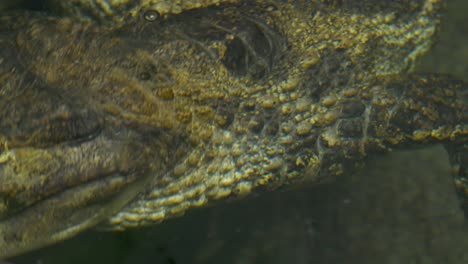primer plano épico de un caimán sumergido en un río