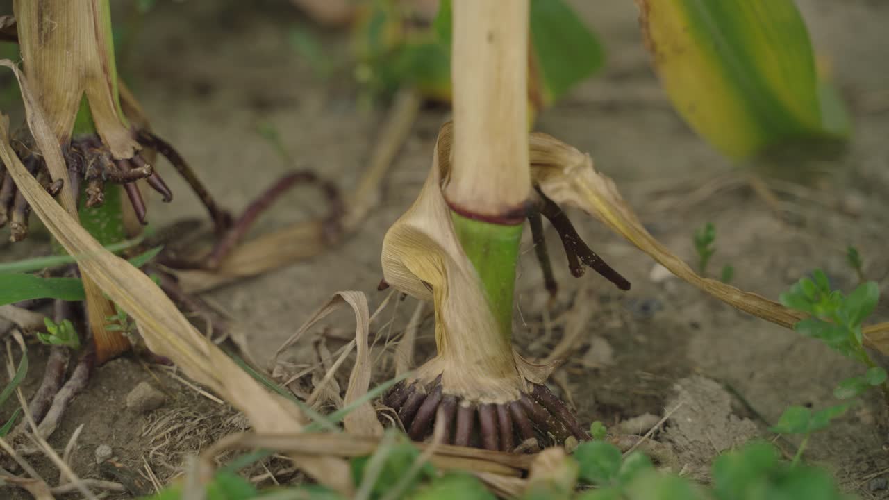 Closeup pan view of corn stem intact to soil in corn field.