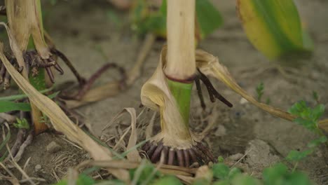 closeup pan view of corn stem intact to soil in corn field.