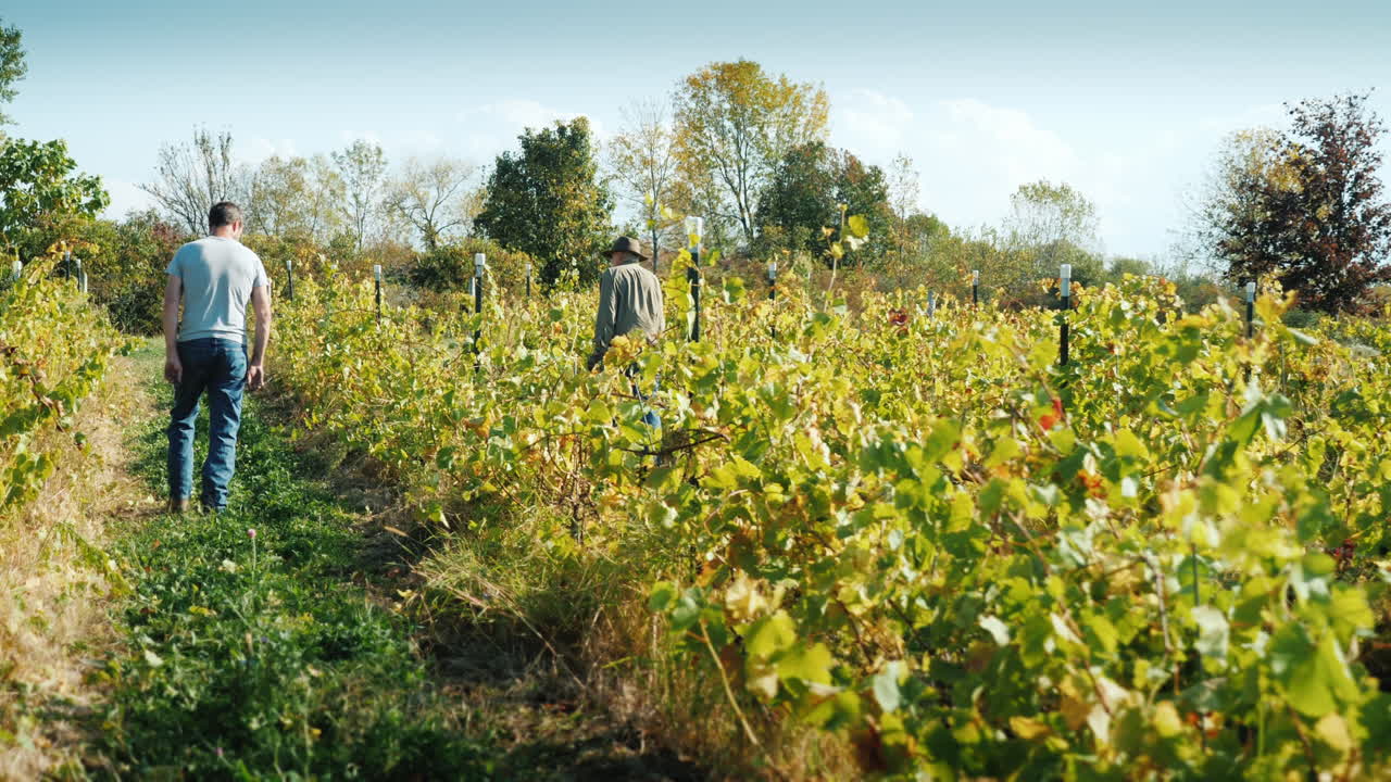 포도밭을 걷는 와인메이커