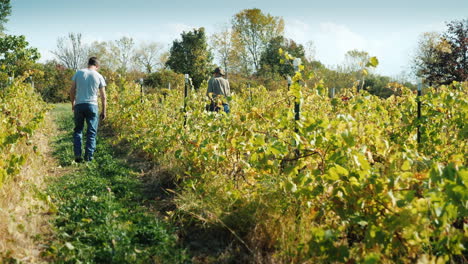 winemakers walking in vineyard