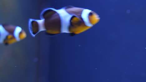 macro clownfish shot swimming out of frame blue background