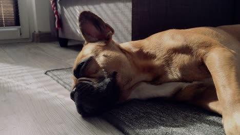 un pequeño y dulce bulldog francés yace en el suelo sobre una alfombra gris en la casa, se arrastra y mira la lente, tiene curiosidad por toda la situación