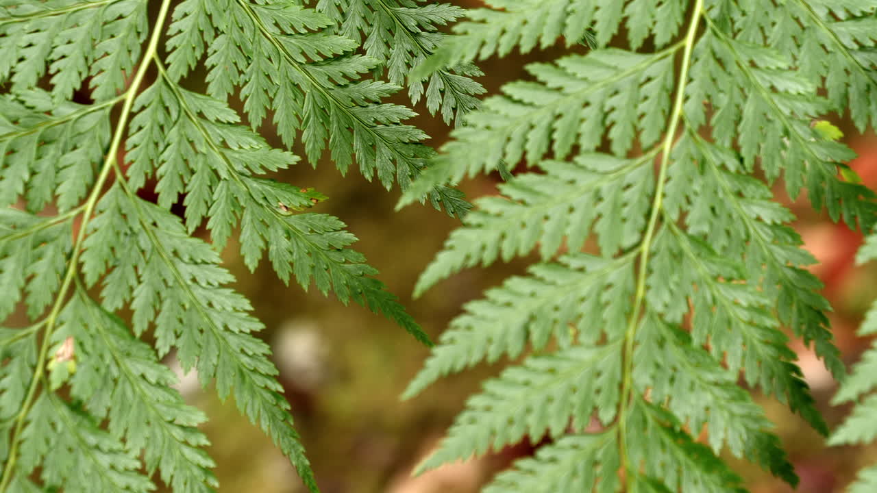 extracción lenta del enfoque del bastidor de delicadas frondas de helecho verde