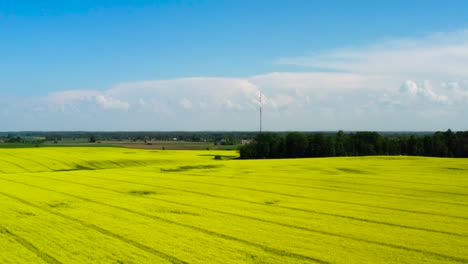 Scenic-aerial-view-of-blooming-rapeseed-field-plantation-during-blue-sky-day