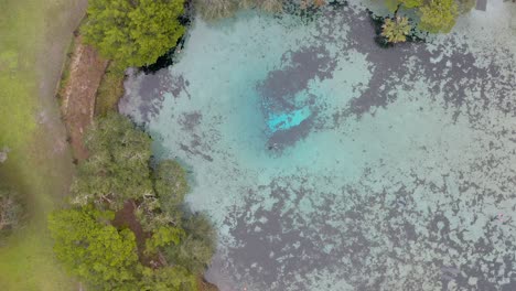 aerial drone view of clear blue spring surrounded by green trees and shallow shoreline
